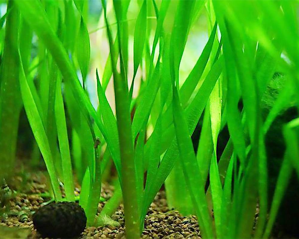 Vallisneria spiralis (pianta acquatica) - immagine 2