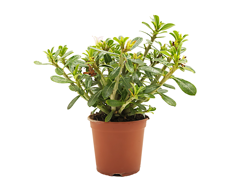 Adenium obesum