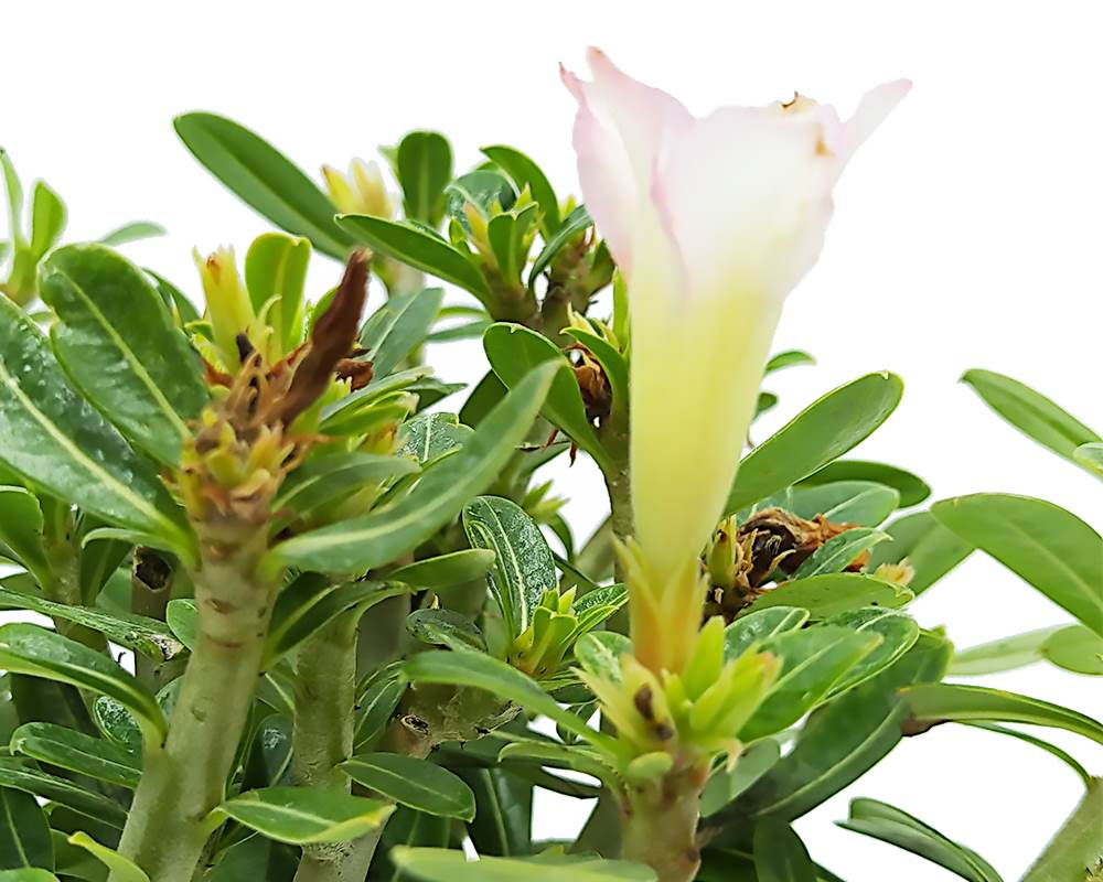 Adenium obesum - immagine 2