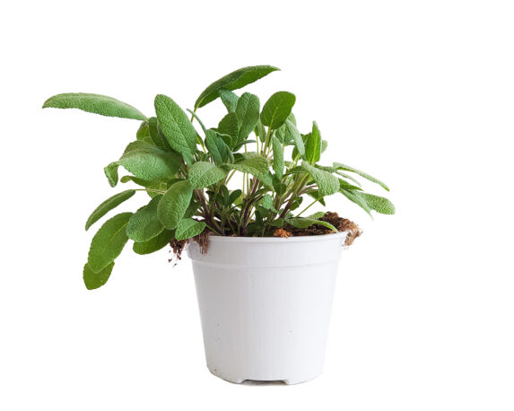 Salvia officinalis latifolia (salvia larga)