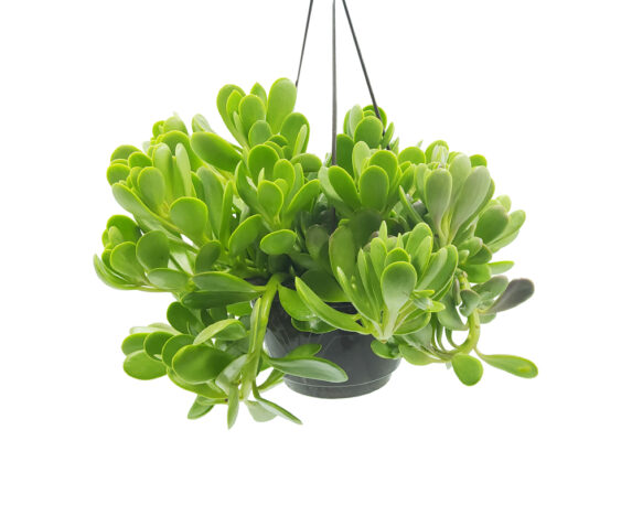 Senecio jacobsenii basket