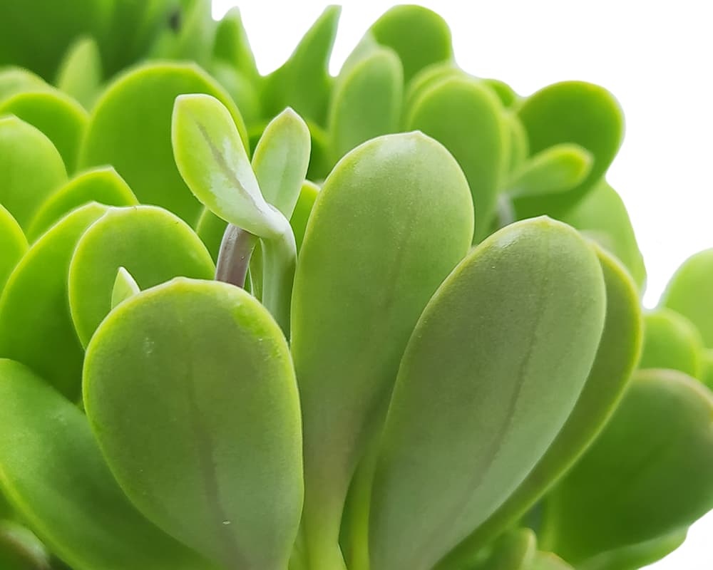 Senecio jacobsenii basket - immagine 2