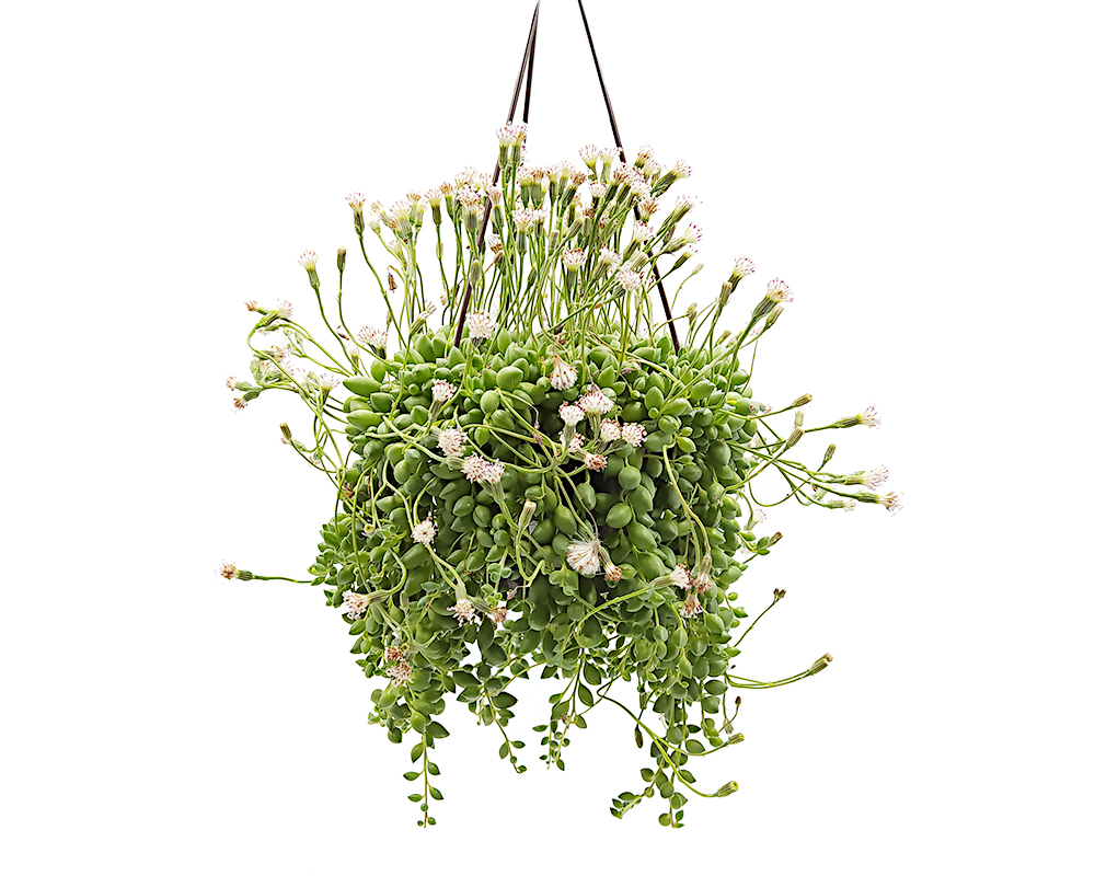 Senecio rowleyanus basket