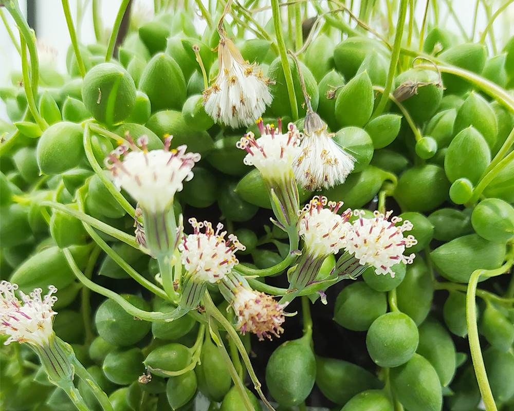 Senecio rowleyanus basket - immagine 2