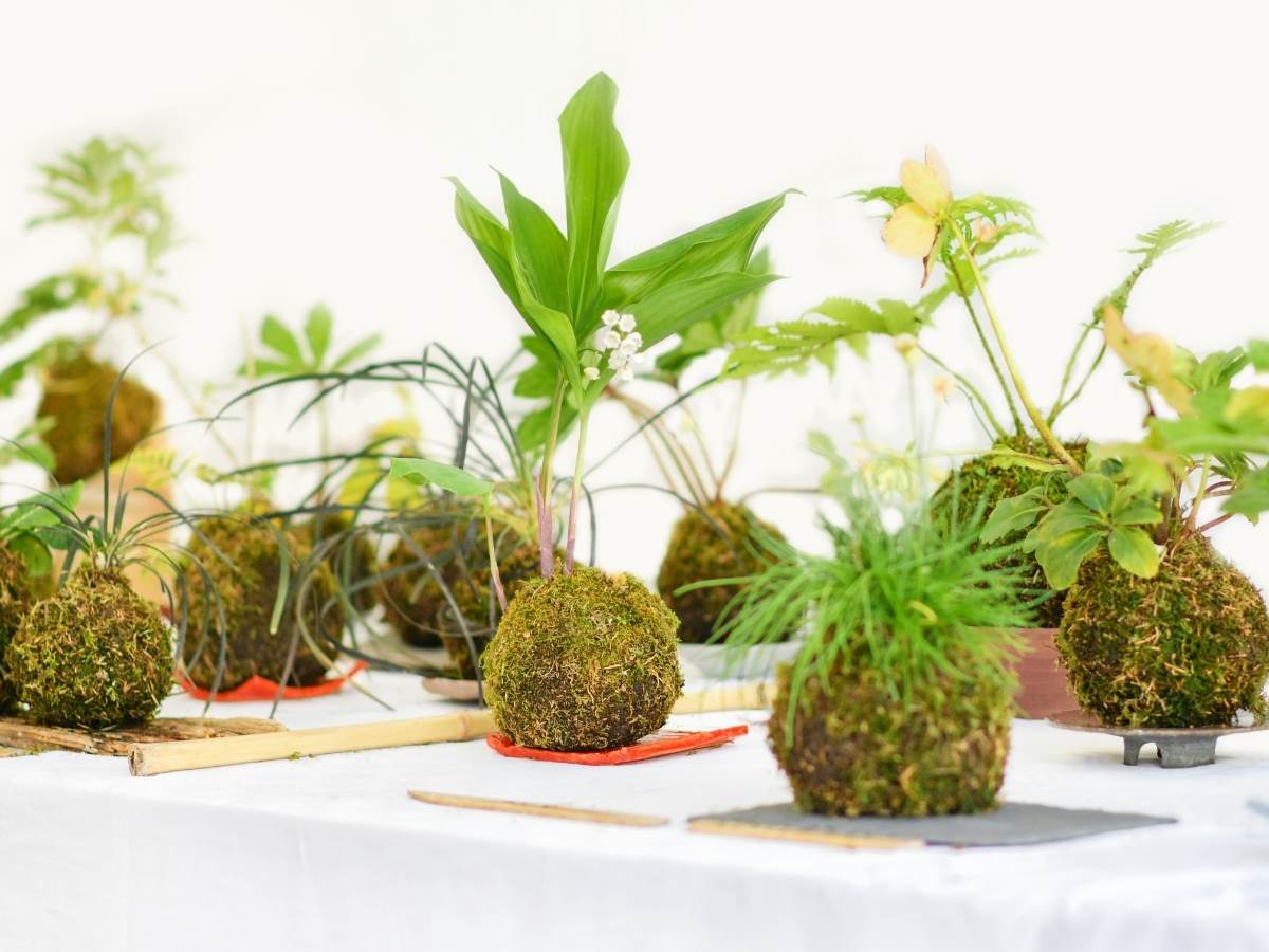 kokedama sito