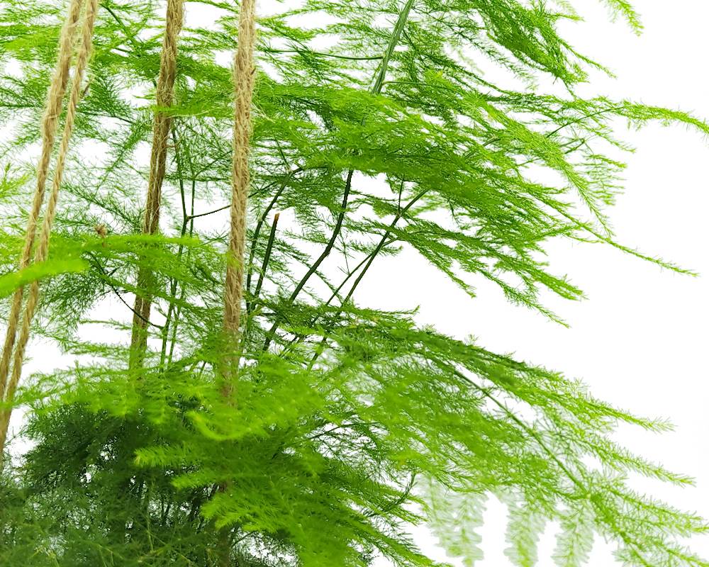 Asparago - Asparagus Kokedama Muschio - immagine 3