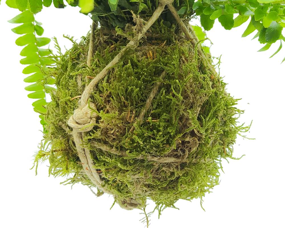 Felce Boston - Nephrolepis Kokedama Muschio - immagine 2