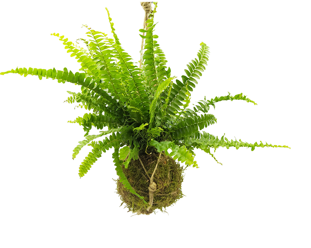 Felce Boston - Nephrolepis Kokedama Muschio