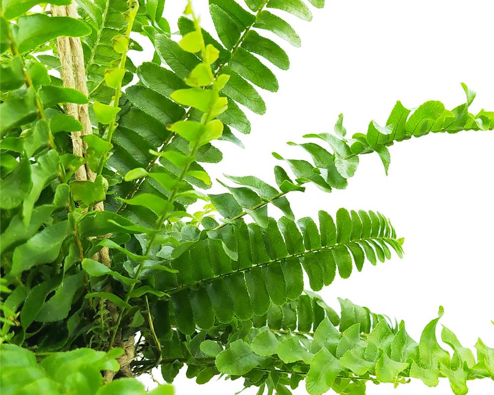 Felce Boston - Nephrolepis Kokedama Muschio - immagine 3