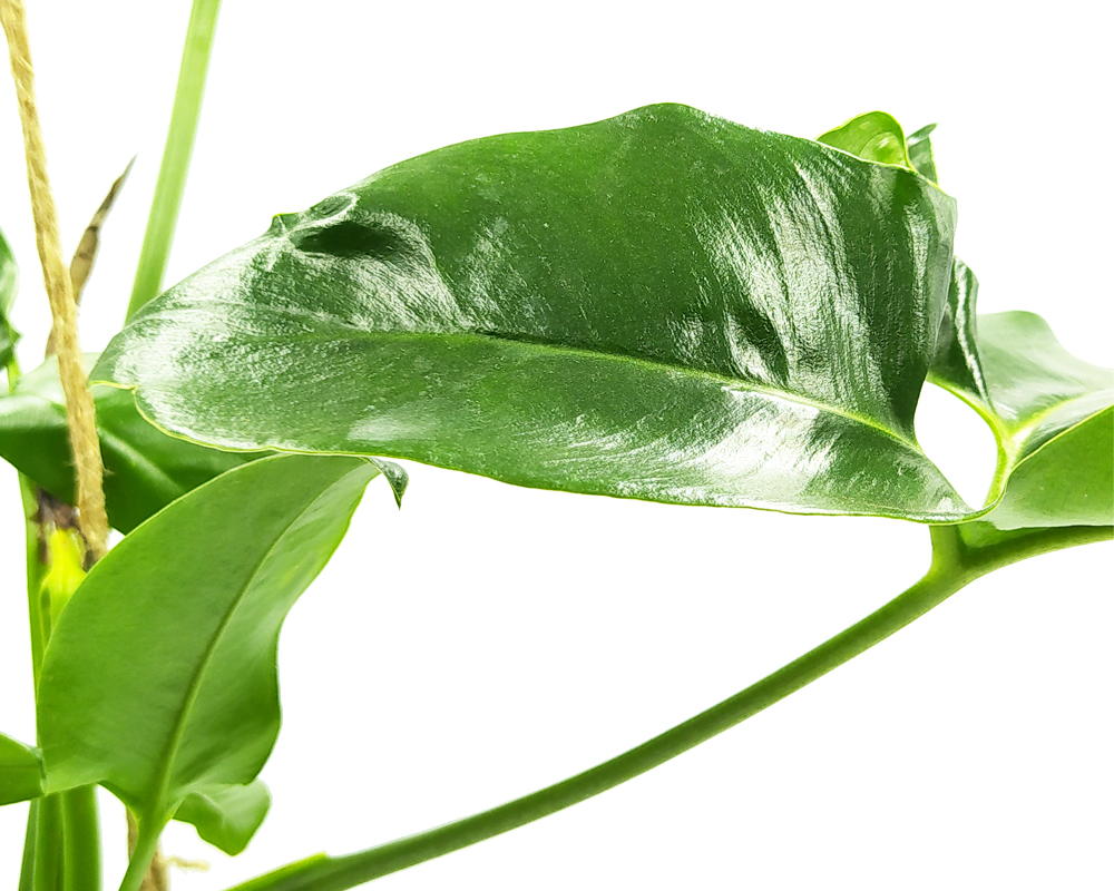 Filodendro - Philodendron Kokedama Muschio - immagine 3