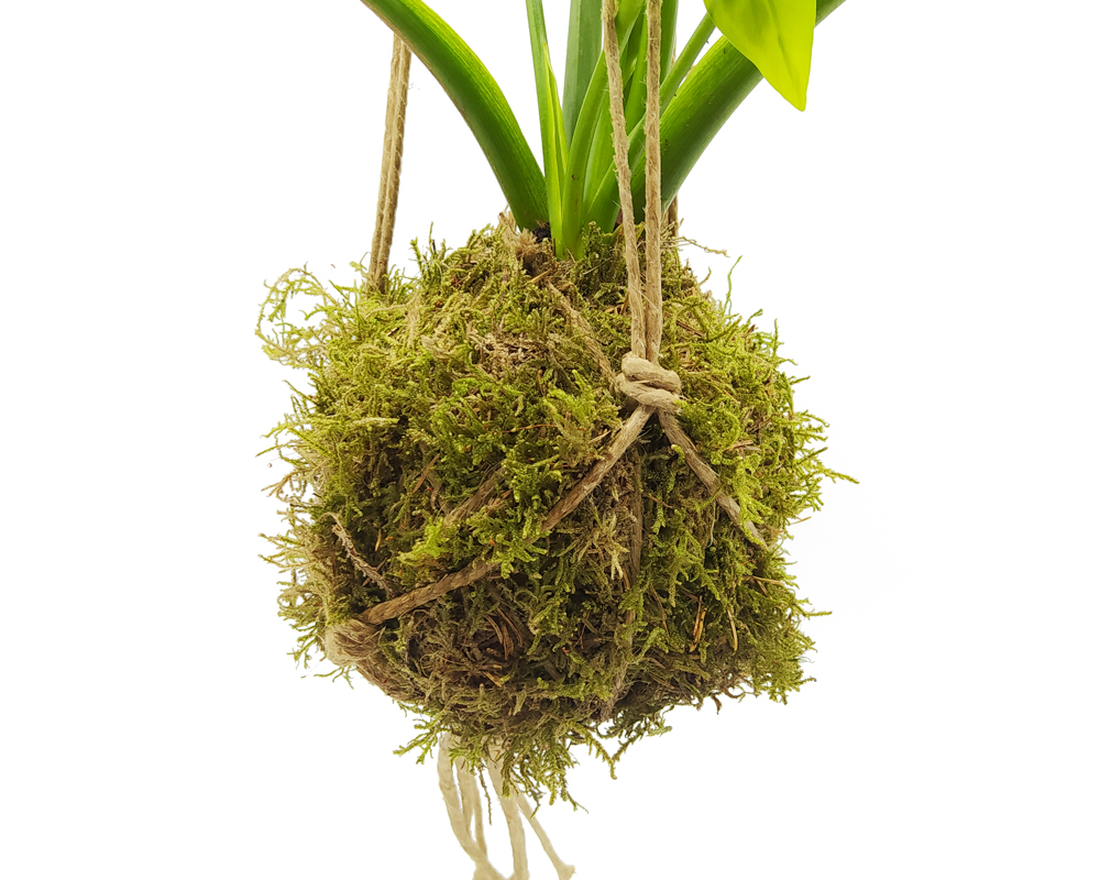 Guzmania - Bromeliaceae Kokedama Muschio - immagine 2