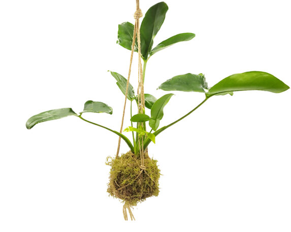 Filodendro – Philodendron Kokedama Muschio