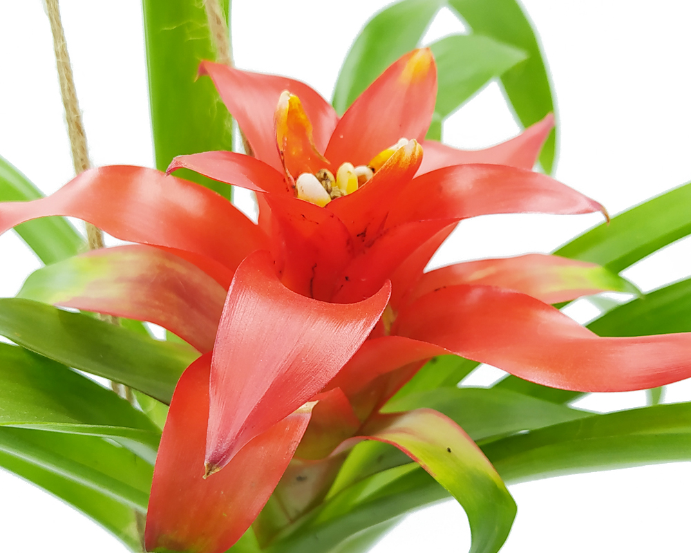 Guzmania - Bromeliaceae Kokedama Muschio - immagine 3