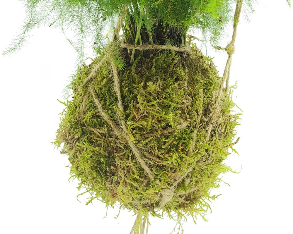 Asparago - Asparagus Kokedama Muschio - immagine 2