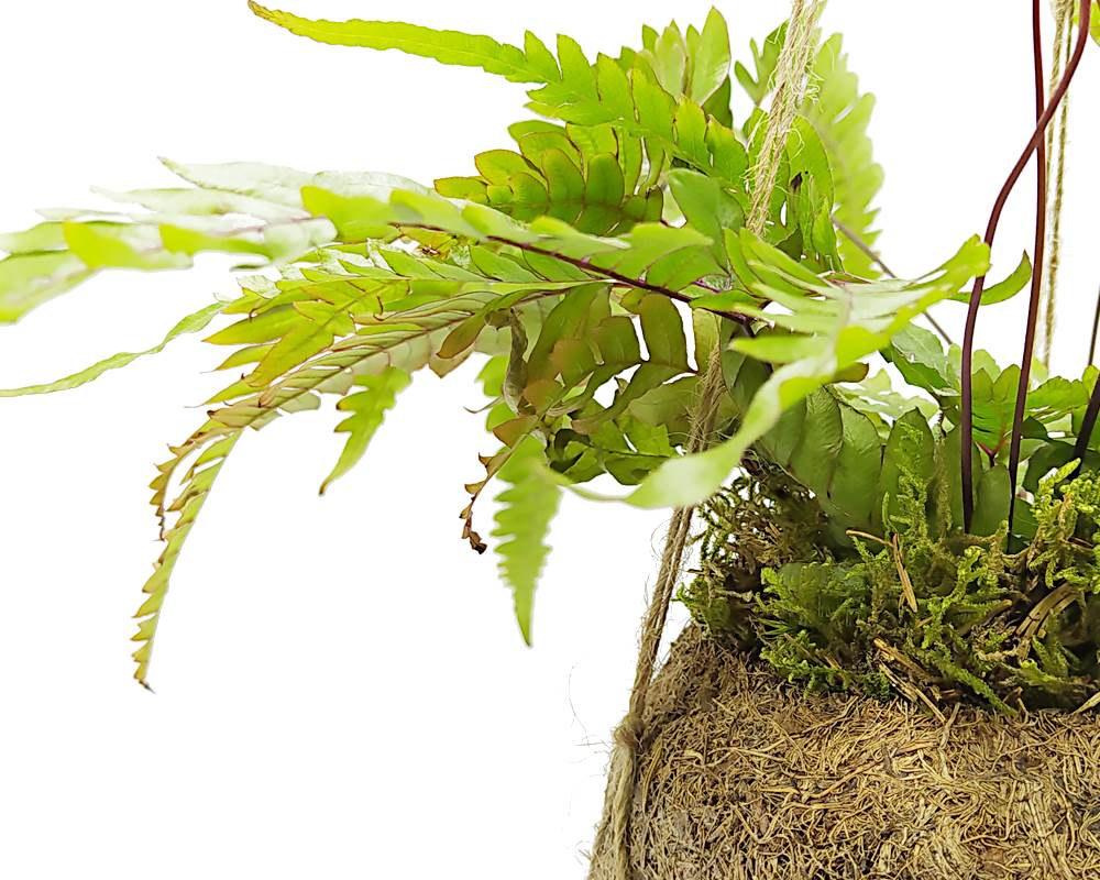 Felce - Pteris Quadriaurita Kokedama Muschio - immagine 3