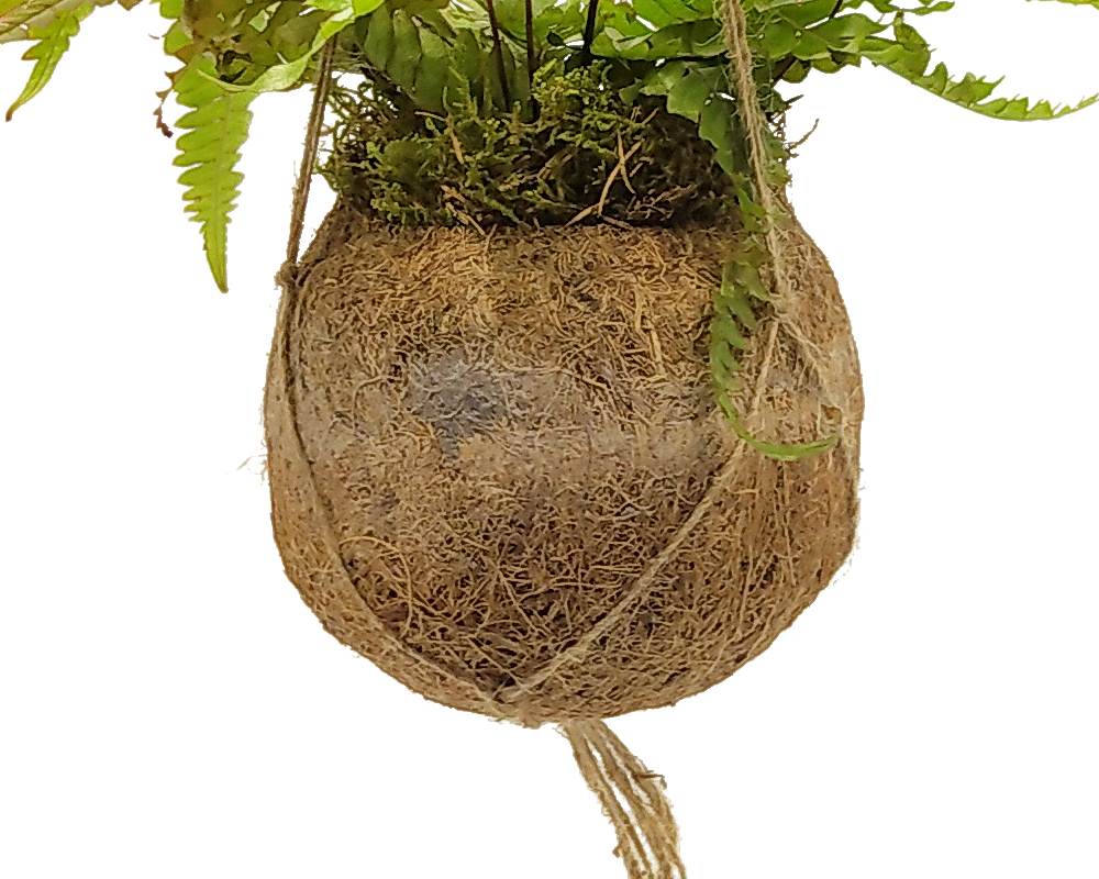 Felce - Pteris Quadriaurita Kokedama Muschio - immagine 2