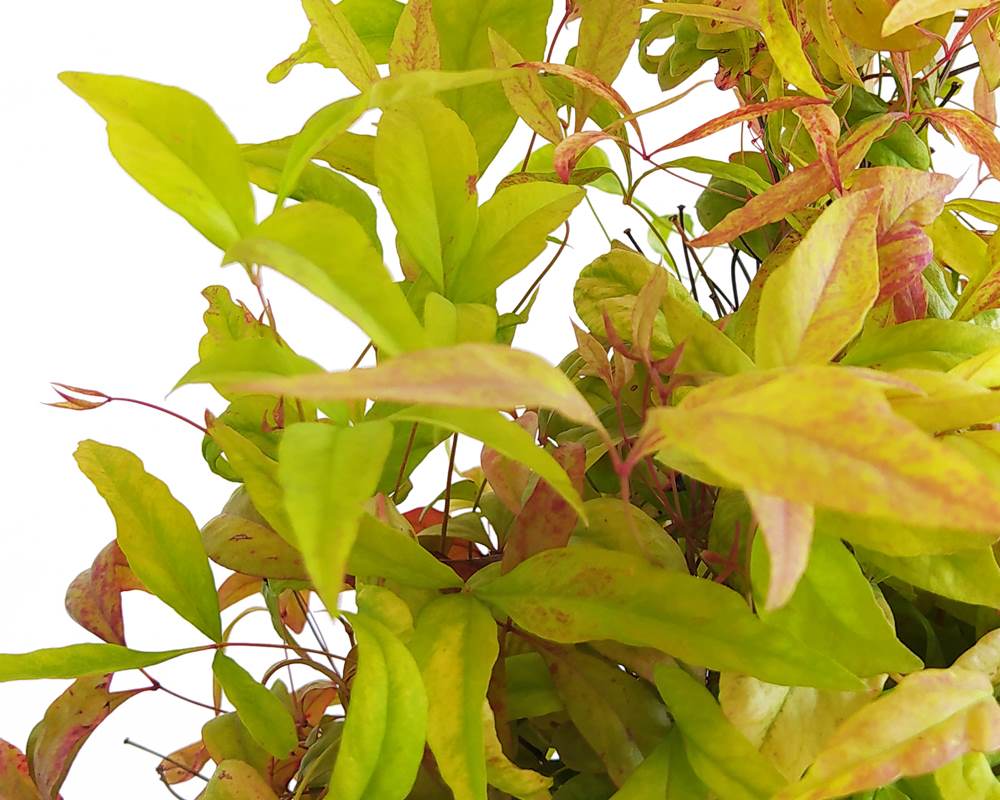 Nandina nana (bamboo sacro) - immagine 2