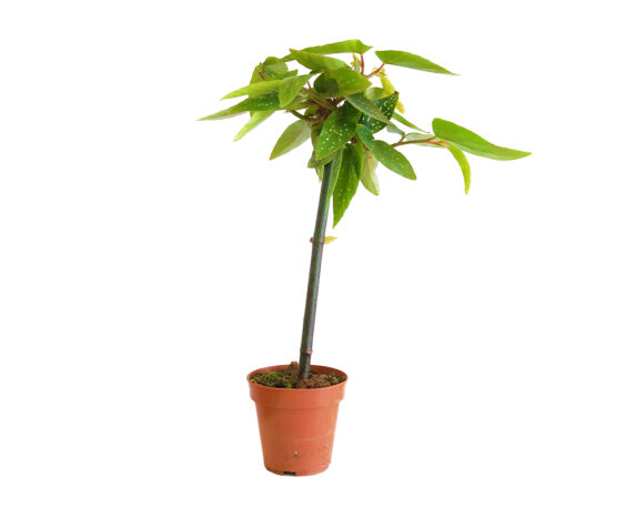 Begonia Tamaya (begonia Corallina)