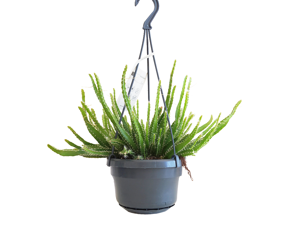 Aporocactus flagelliformis (coda di topo) basket mix - immagine 3