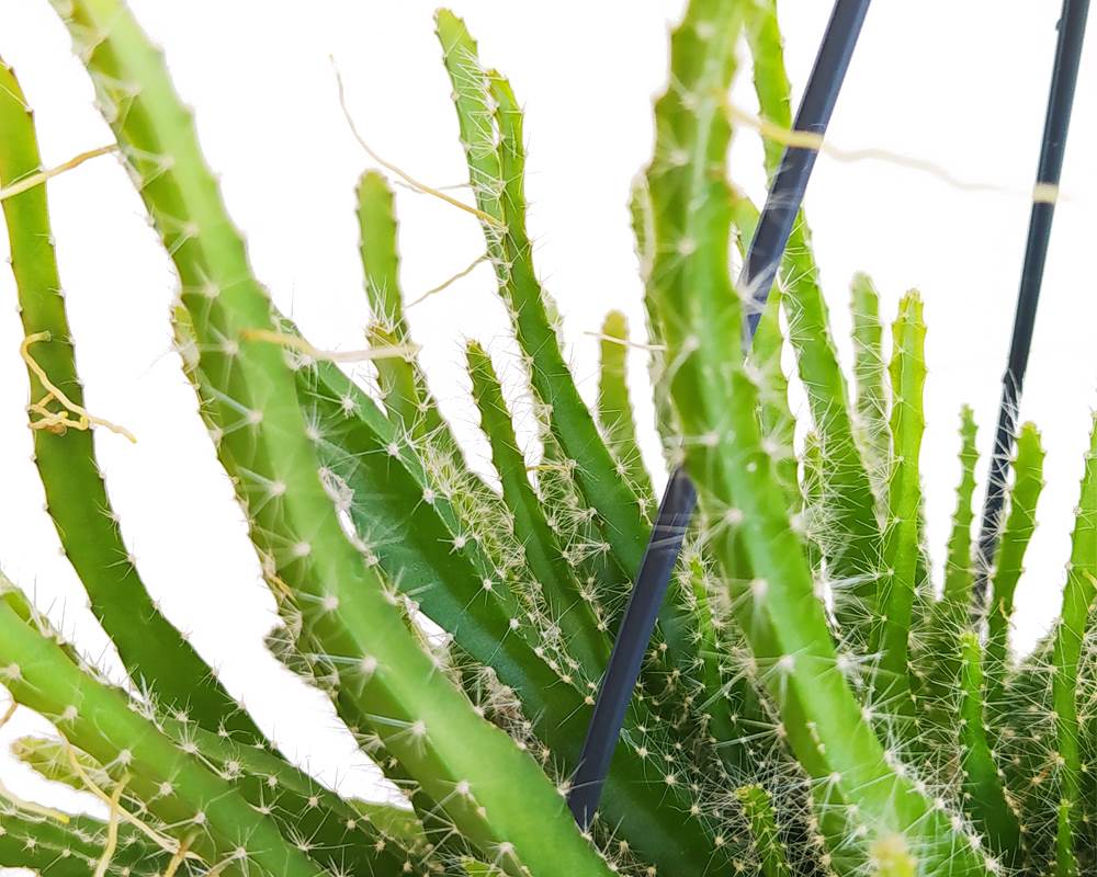 Aporocactus flagelliformis (coda di topo) basket mix - immagine 4