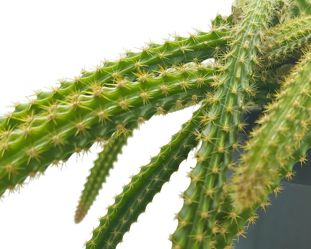 Aporocactus flagelliformis (coda di topo) basket mix - immagine 2