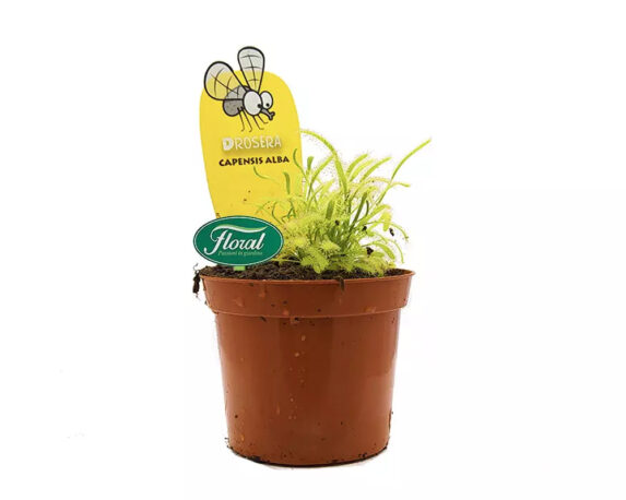 Drosera capenis alba