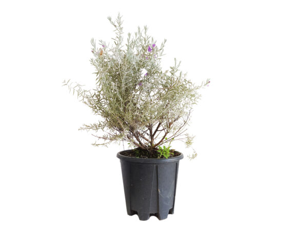 Eremophila nivea (pianta delle coccole)