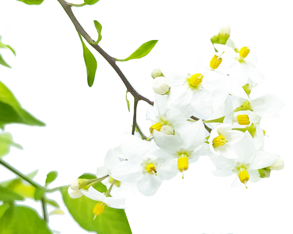 Solanum jasminoides piramide (gelsomino di notte) - immagine 2