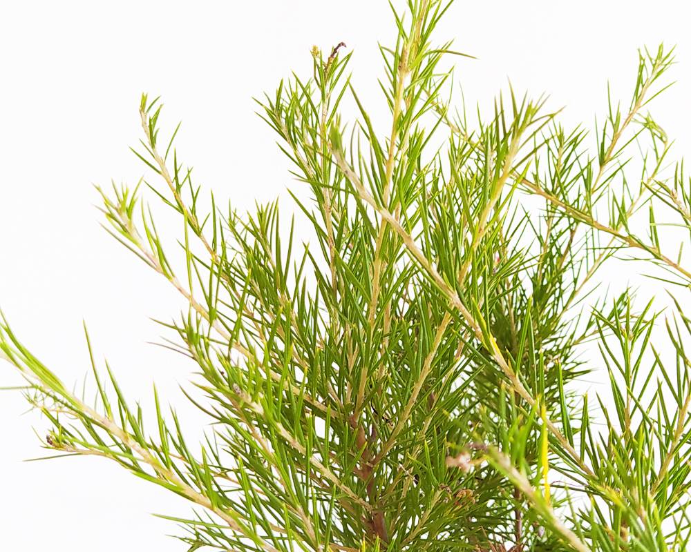 Grevillea juniperina (fiore del ragno) - immagine 2