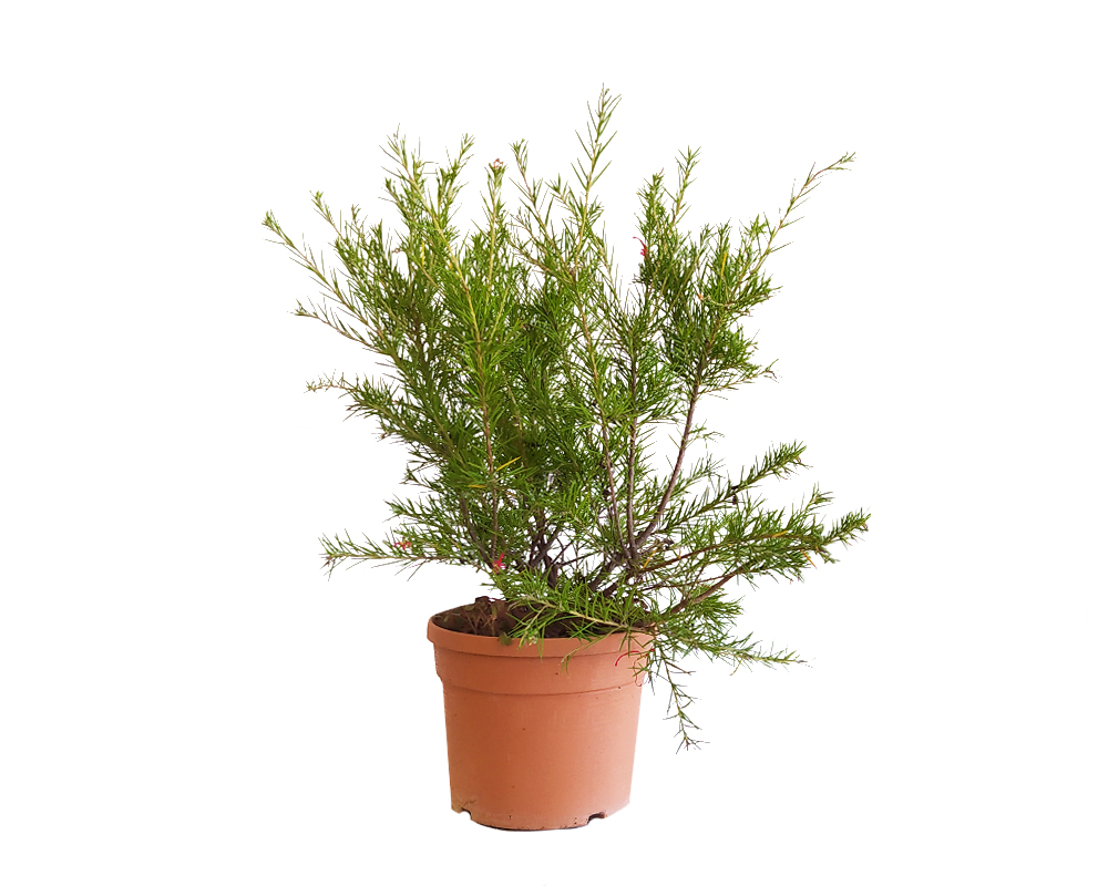 Grevillea juniperina (fiore del ragno)