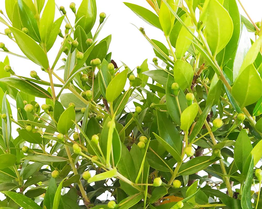 Myrtus Communis (mirto) - immagine 2