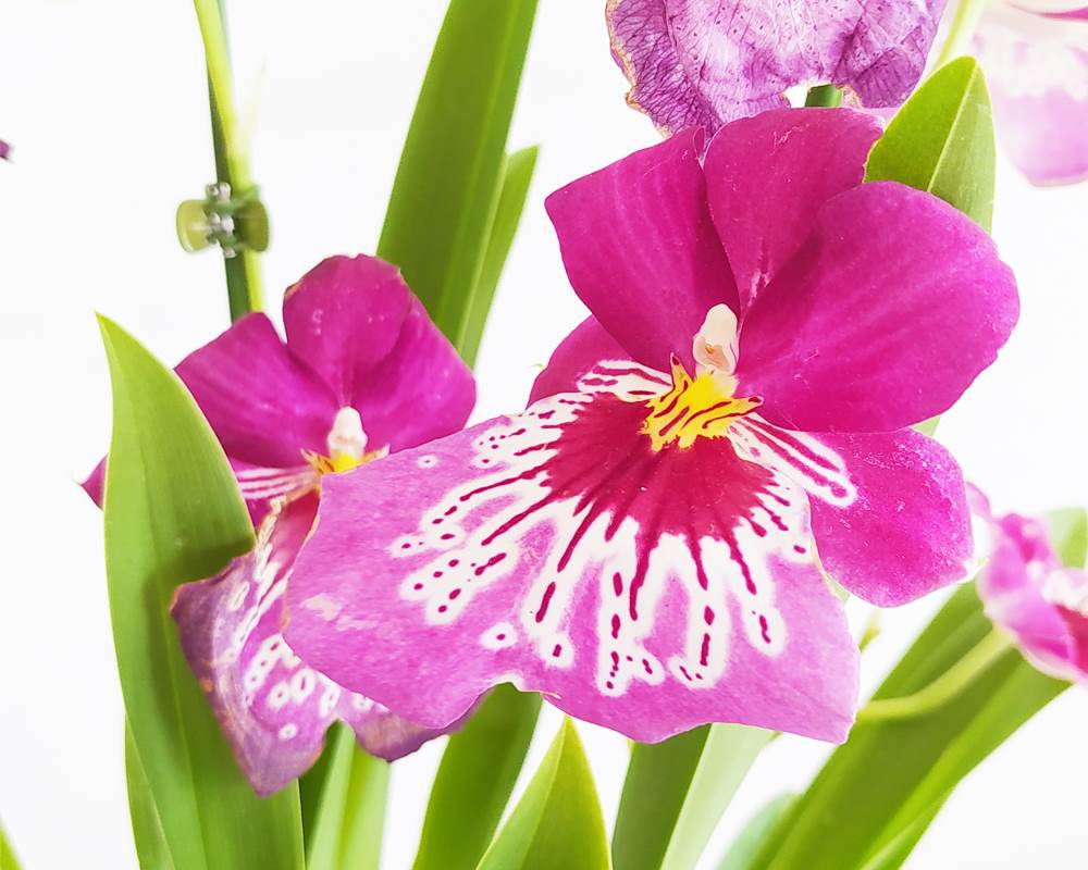 Orchidea miltonia 3 steli - immagine 2