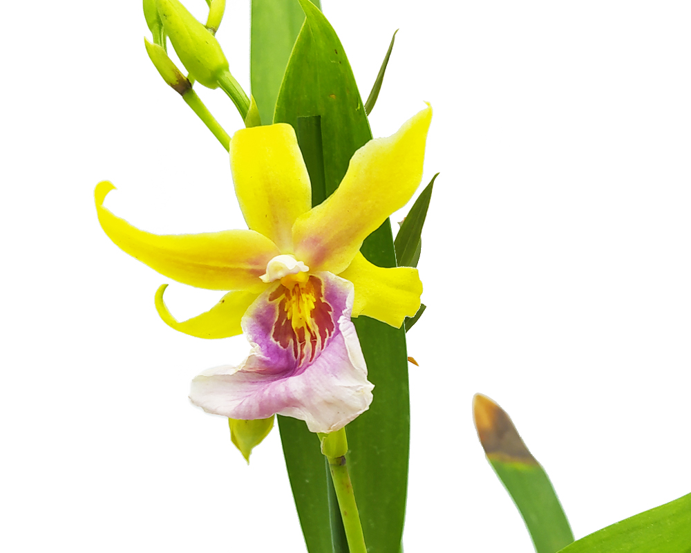 Orchidea 1 stelo - immagine 2