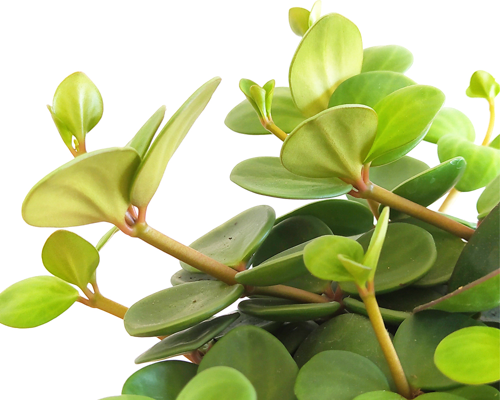 Peperomia tetraphylla Hope - immagine 2