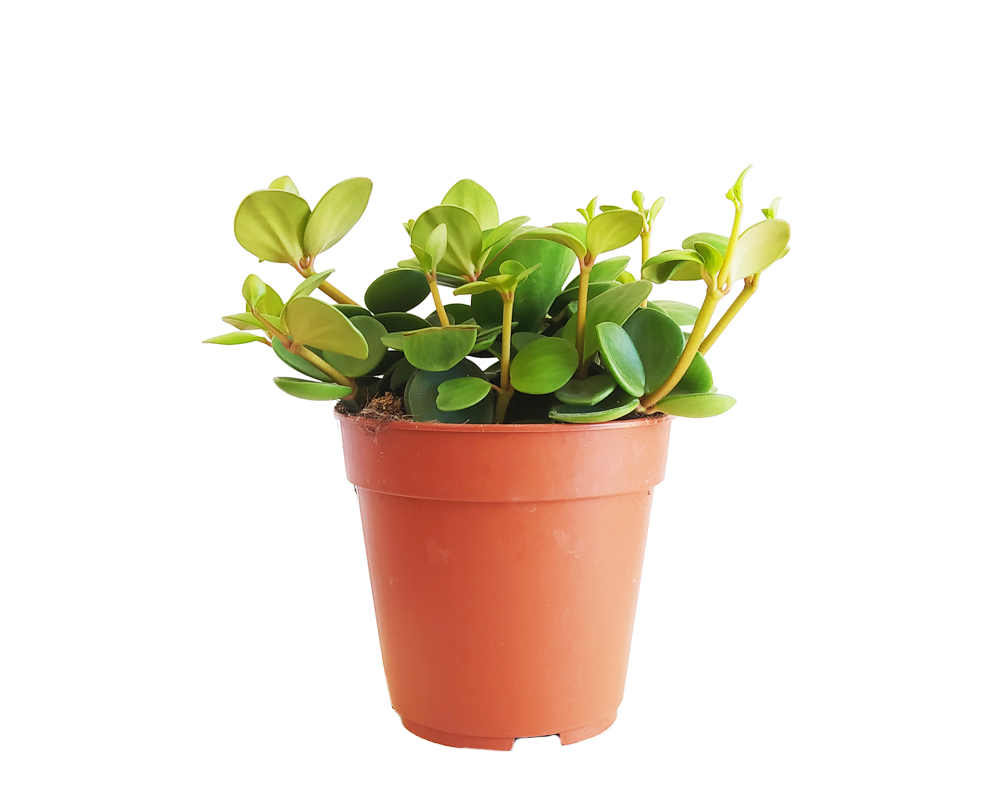 Peperomia tetraphylla Hope