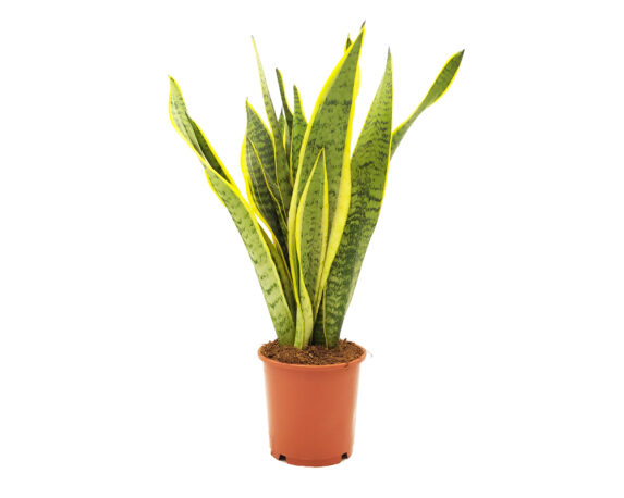 Sanseveria trifasciata Laurentii