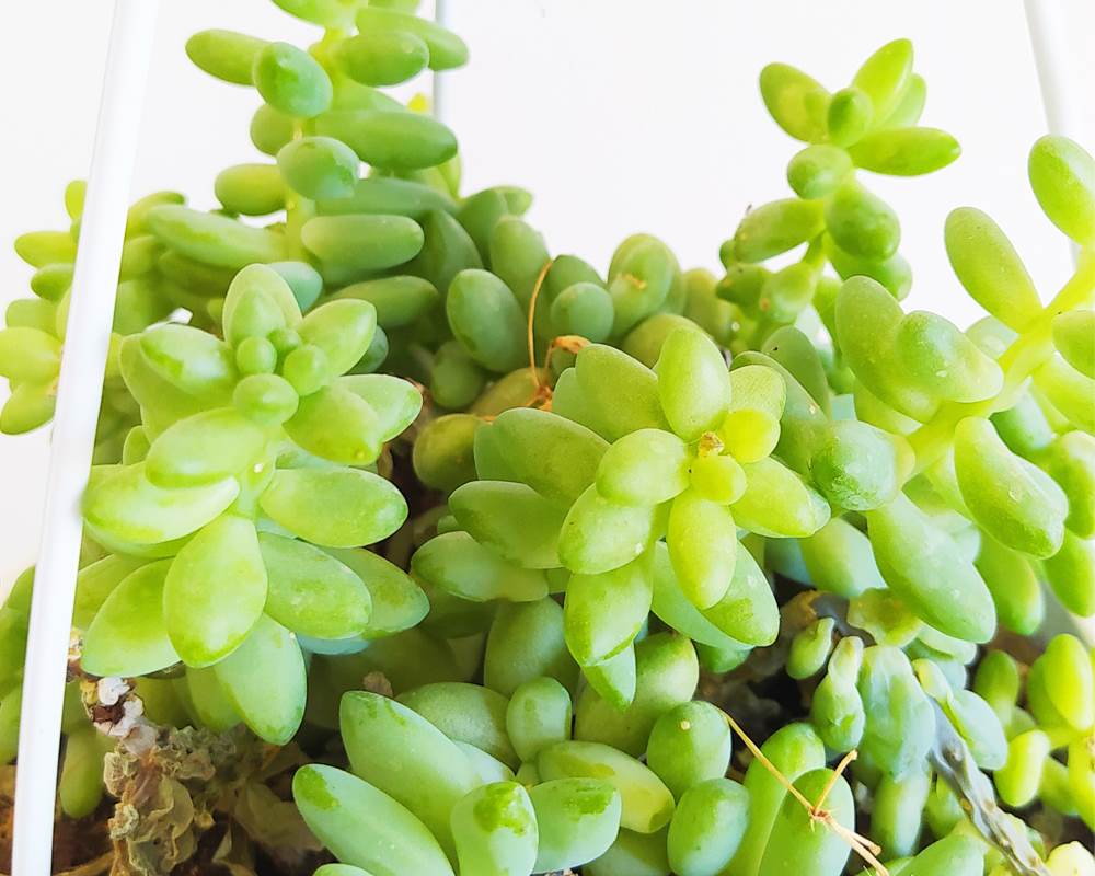 Sedum morganianum burrito (coda d'asino) basket - immagine 2