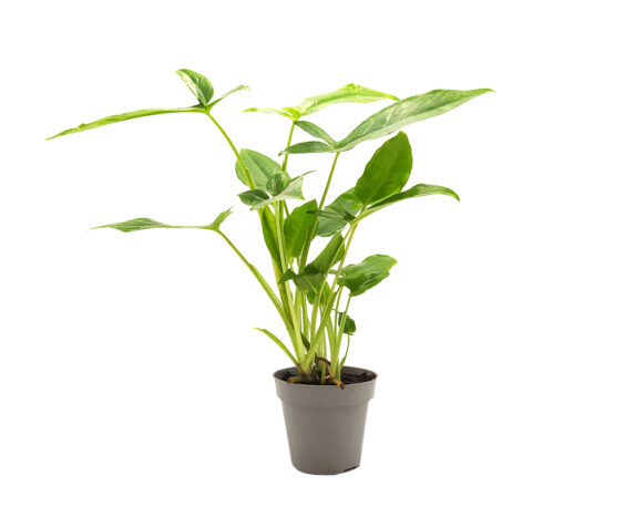 Syngonium Trileaf wonder