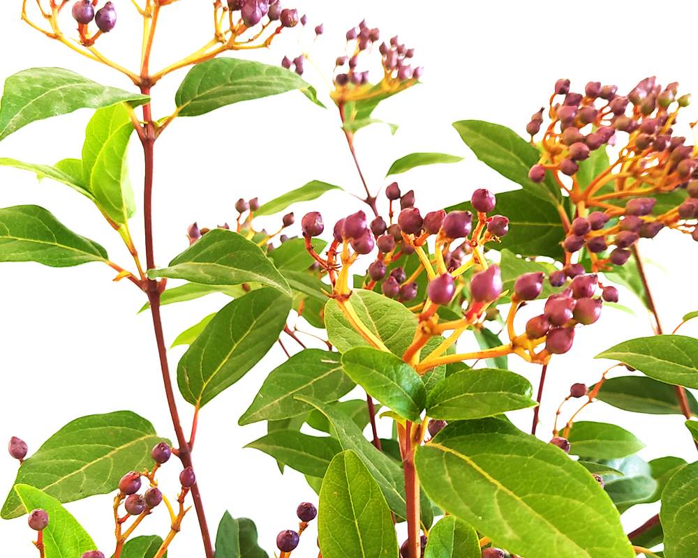 Viburnum Tinus (viburno) - immagine 2
