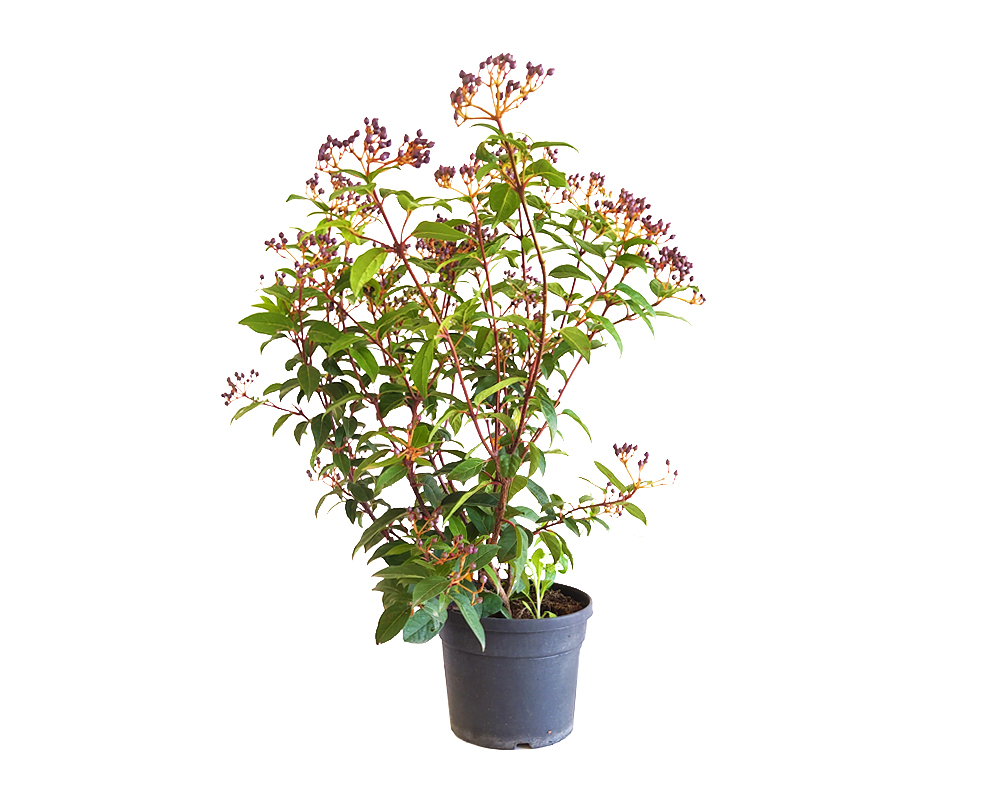 Viburnum Tinus (viburno)