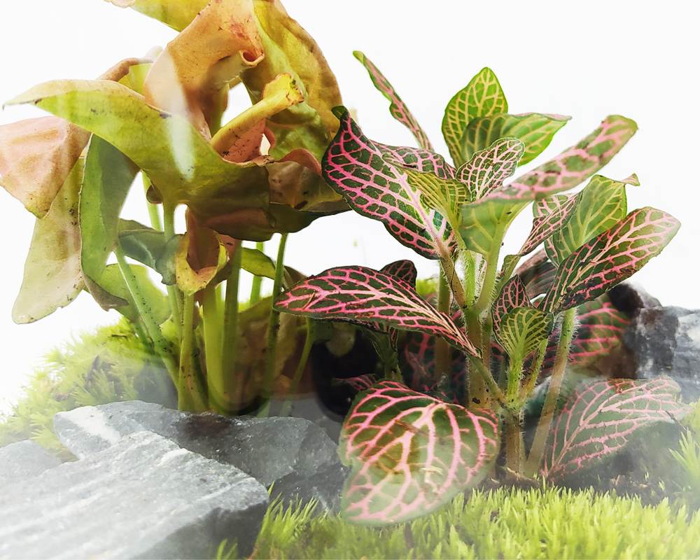 Terrario Charlotte - immagine 2