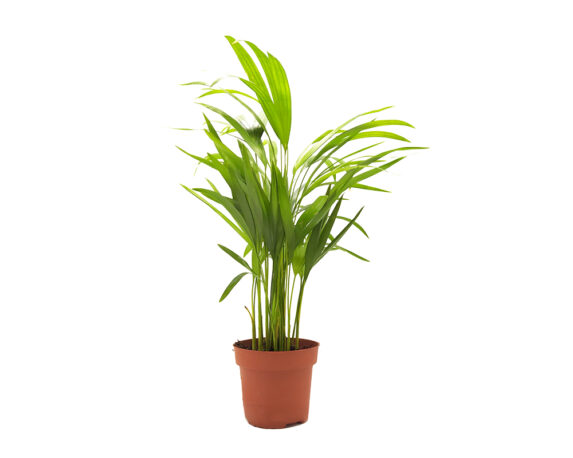 Dypsis lutescens (area canna palma d’oro)