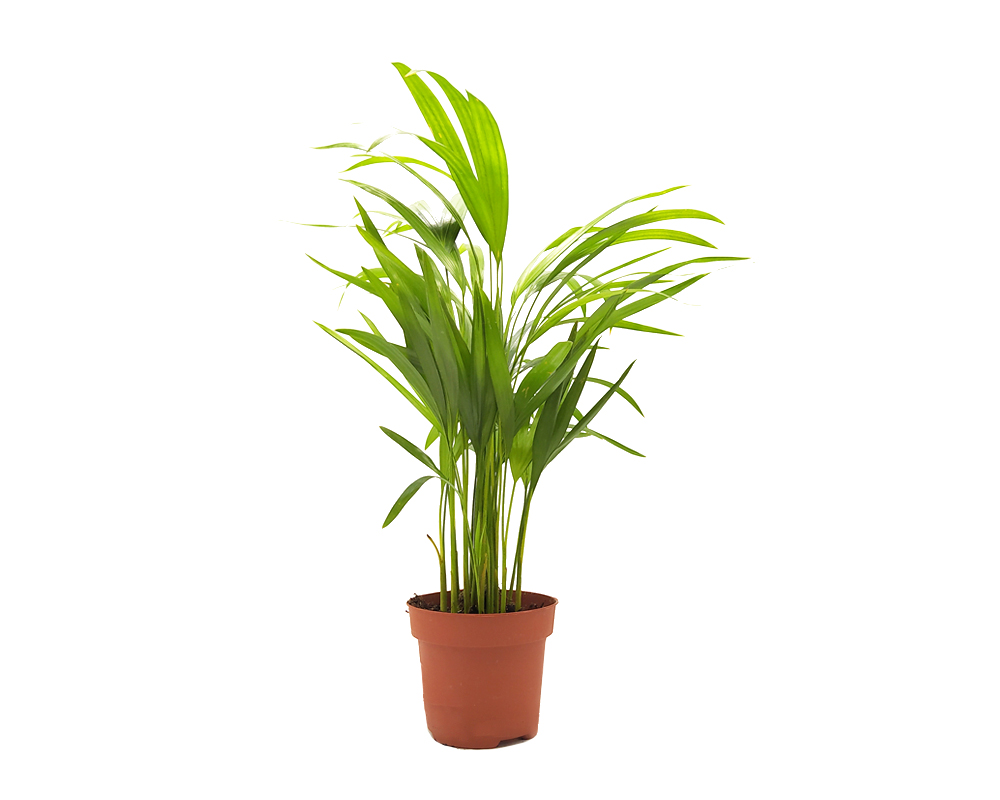 Dypsis lutescens (area canna palma d'oro)