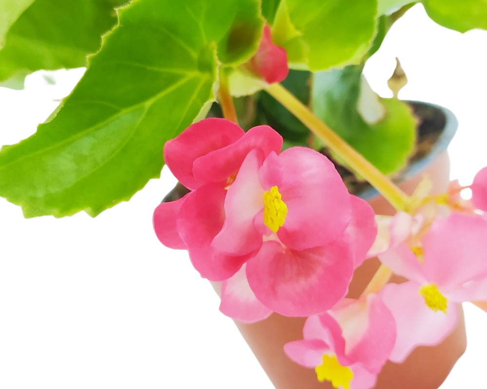 Begonia - immagine 2