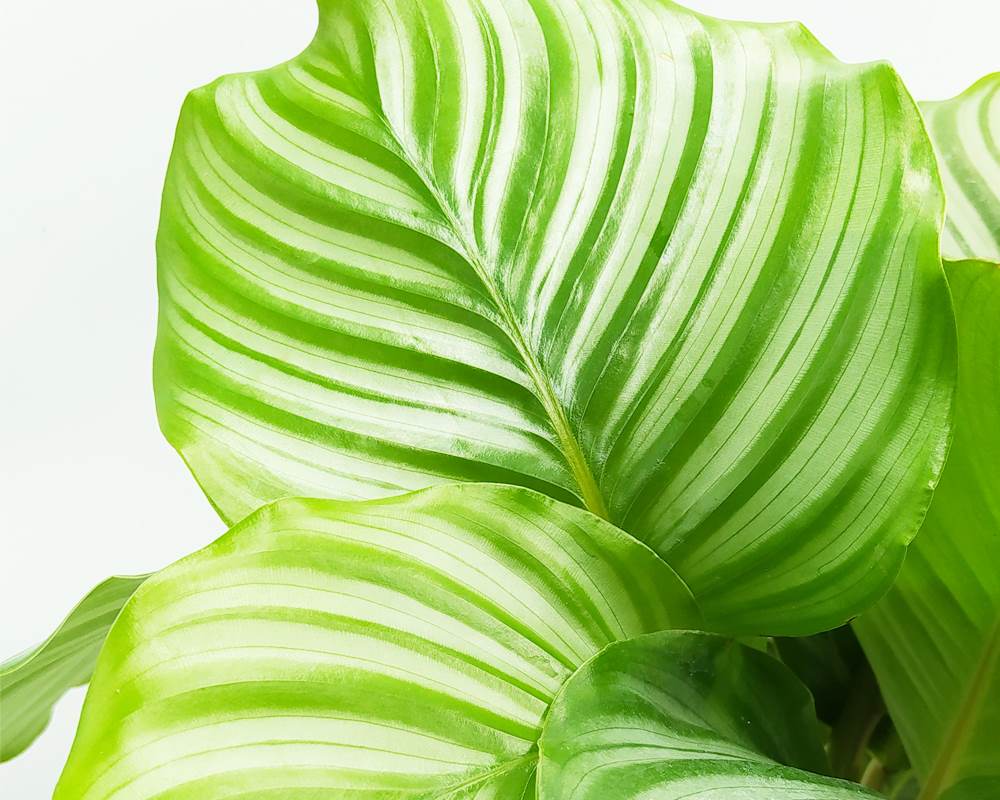 Calathea orbifolia - immagine 2