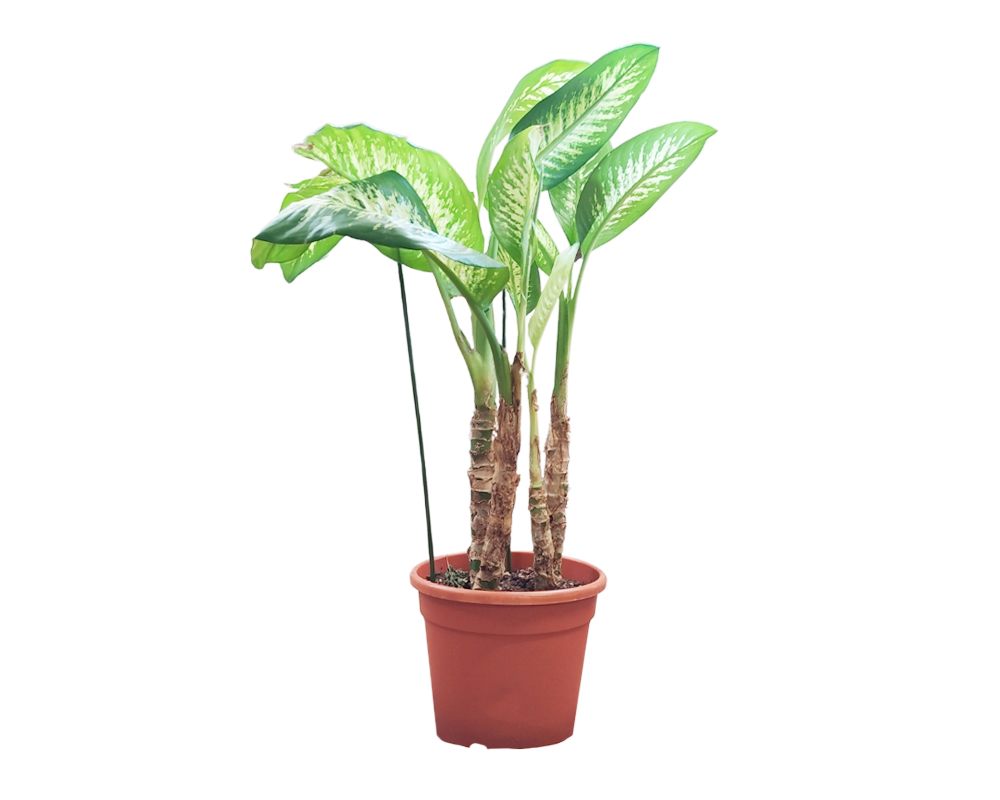 Dieffenbachia tropic snow