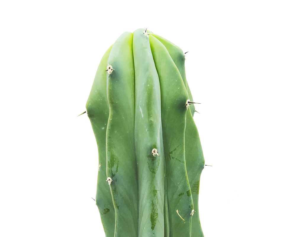 Myrtillocactus crestato - immagine 2