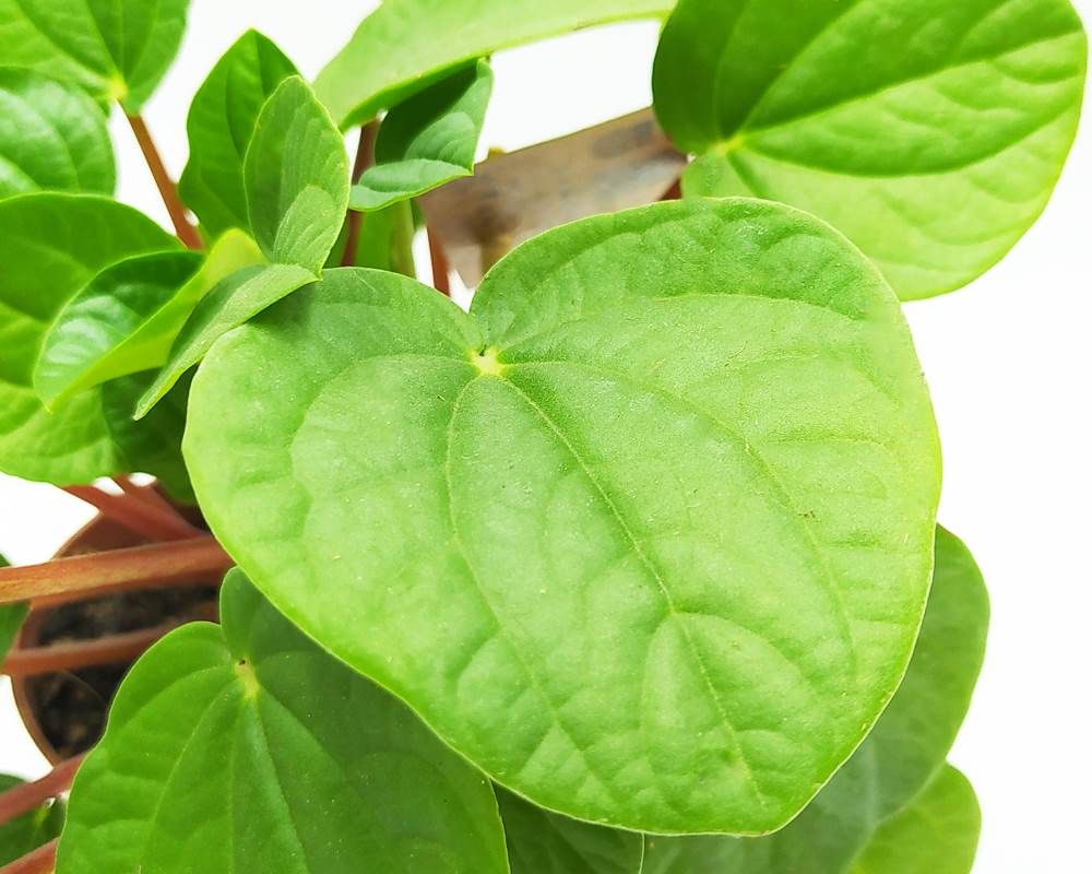 Peperomia albovittata rana verde - immagine 2