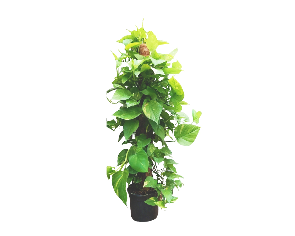 Photos epipremnum aureum tutore (photo)