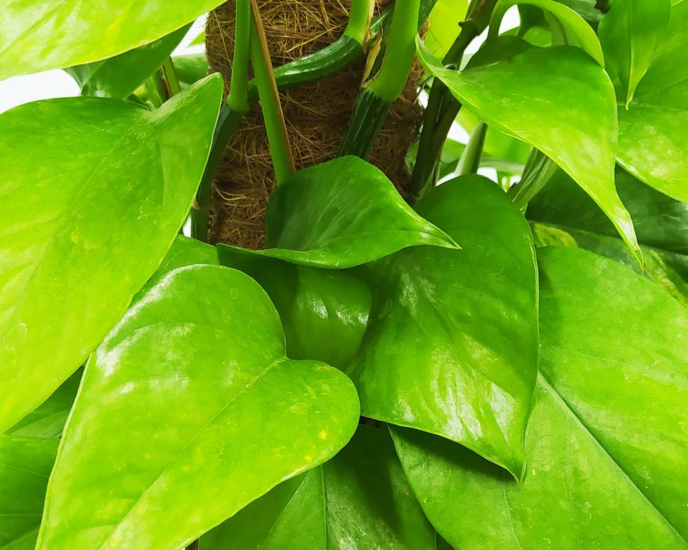 Photos epipremnum aureum tutore (photo) - immagine 2